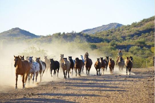 Rancho De Los Caballeros Wickenburg Exterior foto